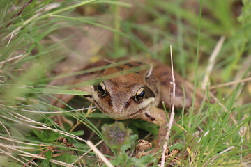 Rana pirineaica (rana pyrineaica) en los pirineos