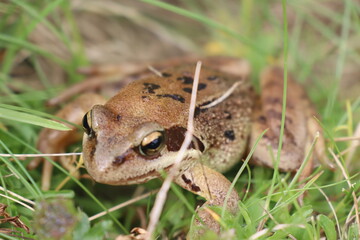 Primer plano de una rana pirenaica (rana pyrenaica)