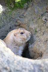 Nahaufnahme Murmeltier