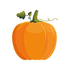 pumpkin vegetable icon