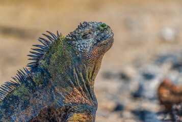 Galapagos marine iguana
