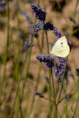 papillon posé sur une fleur de lavande en gros plan 