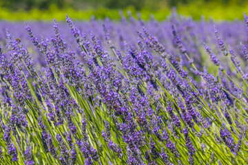 Naklejka premium champ de lavande en gros plan