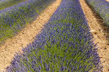 champs de lavande en fleur