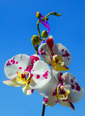 Phalaenopsis orchid flower or dendrobium moth on blue background.