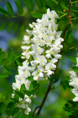 White acacia on a branch against the background of a green tree.