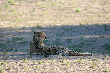 Cheetah in the Kgalagadi