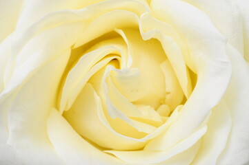 Macro of white rose - 510286701
