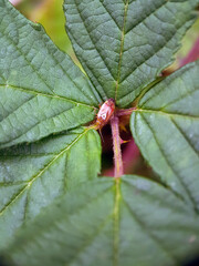 Plant bug on leaf
