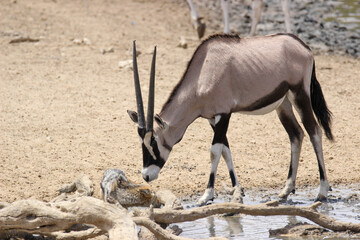 Curious young Gemsbok or South African Oryx looking at a Black-backed Jackal in the Kgalagadi