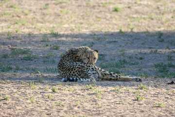 Cheetah in the Kgalagadi