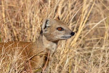 African yellow mongoose in grassland