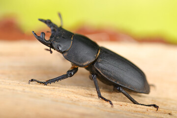 insect matte lily on a birch tree