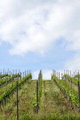 Fototapeta na wymiar Am steilen Hang des Sees wurden Weinstöcke zu einem Weinbaugebiet gestaltet.