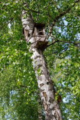 Fototapeta premium wooden birdhouse on a tree in the forest and park