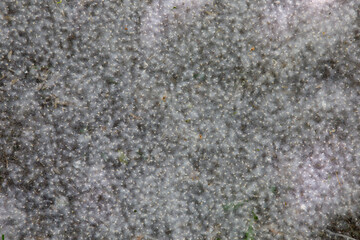 Poplar fluff lies in the green grass and flies through the air. Selective soft focus. Strong allergen, health hazard concept.