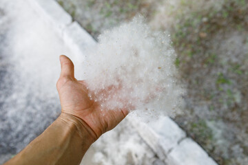 White poplar fluff lies on his arm. Allergy concept