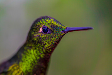 hummingbird (Buff-tailed Coronet) under macro lens