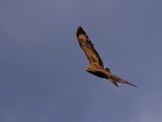 Bussard