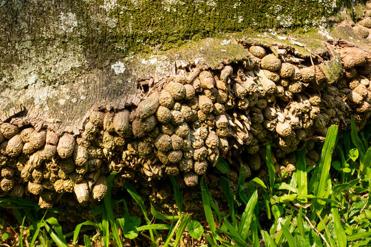Roots of a Trunk Growing in a Park