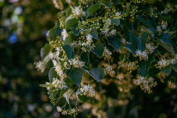 Linden tree flowers clusters (tilia cordata, europea, small-leaved lime, littleleaf linden bloom) Pharmacy, apothecary, natural medicine, healing herbal tea, aromatherapy. Spring background.