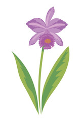 orchid flower icon