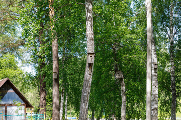wooden birdhouse on a tree in the forest and park