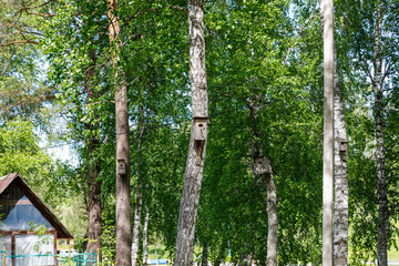 Fototapeta premium wooden birdhouse on a tree in the forest and park