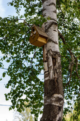 wooden birdhouse on a tree in the forest and park