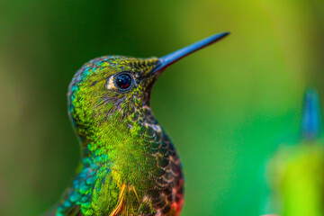 Fototapeta premium Ecuadorian Hummingbird in Macro Lens