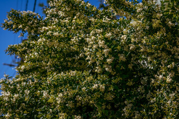 Flowering ligustrum bush in early summer