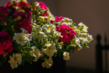 White and pink petunia flowers 