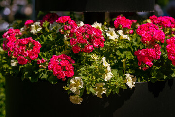 White and pink petunia flowers 