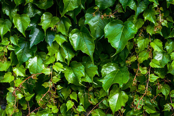 Wall overgrown with wild Parthenocissus inserta also known as thicket creeper, false Virginia creeper, woodbine, or grape woodbine. A wall of green.