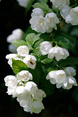 Weiße Blüten des Jasmin-Strauches