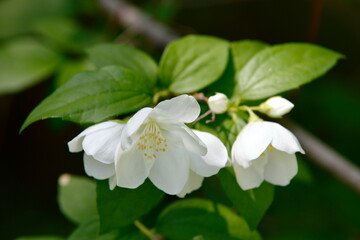 Obraz premium Weiße Blüten des Jasmin-Strauches