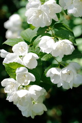 Weiße Blüten des Jasmin-Strauches