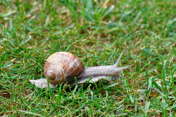 Eine Weinbergschnecke im nassen Gras