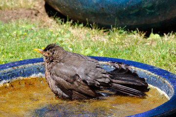 Junge Amsel im Vogelbad