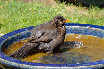 Junge Amsel im Vogelbad
