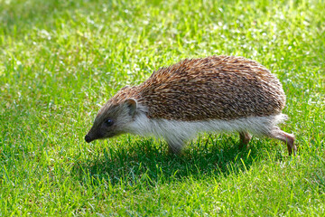 Nördlicher Weißbrustigel, Erinaceus roumanicus