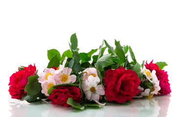 big bouquet of beautiful red and pink roses on white background