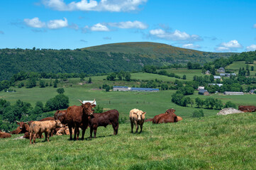 Fototapeta na wymiar Paysage des Monts du Cantal aux alentours du village de Salers avec un troupeau de vaches Salers qui broutent dans un pré