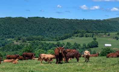 Fototapeta na wymiar Paysage des Monts du Cantal aux alentours du village de Salers avec un troupeau de vaches Salers qui broutent dans un pré