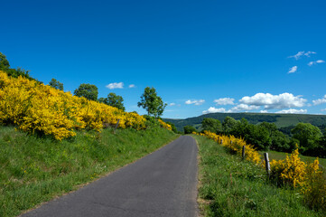 Route de campagne dans le paysage des Monts du Cantal en Auvergne en France au printemps autour du village de Le Fau avec des genêts en fleurs