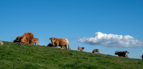 Paysage des crêtes des Monts du Cantal autour du col de Legal au printemps avec des vaches qui...