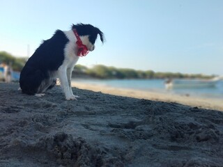dog on the beach