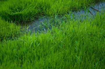 Aquatic vegetation. Green water grass on a small slow river on a summer afternoon.