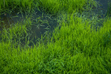 Aquatic vegetation. Green water grass on a small slow river on a summer afternoon.