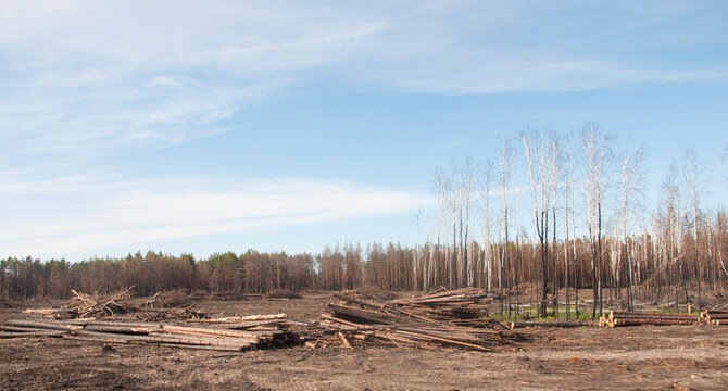 Young Trees Burned Down In A Forest Fire